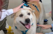 Break Animal Neglect Through Education