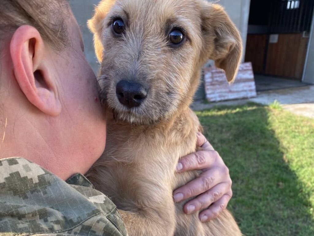 Treat 500 Animals on Ukraine's Frontline