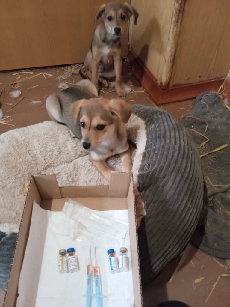 Treat 500 Animals on Ukraine's Frontline