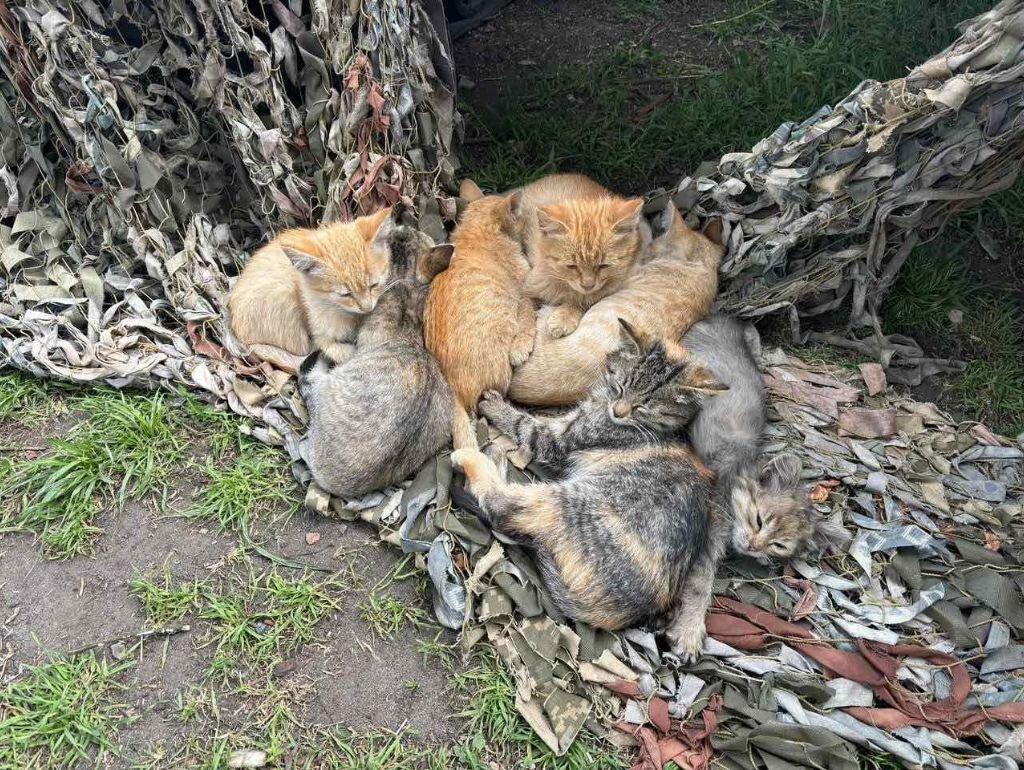 Treat 500 Animals on Ukraine's Frontline