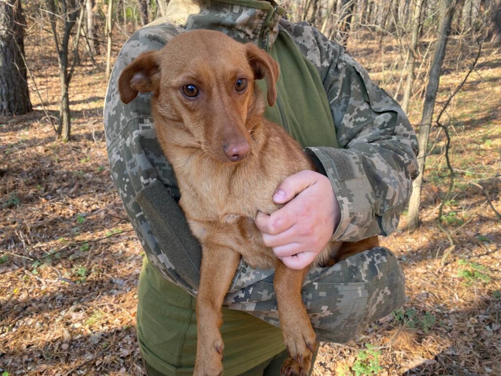 Treat 500 Animals on Ukraine's Frontline
