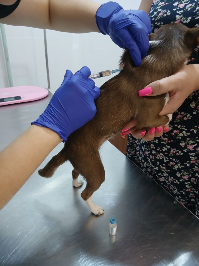 Treat 500 Animals on Ukraine's Frontline