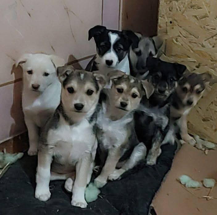Treat 500 Animals on Ukraine's Frontline
