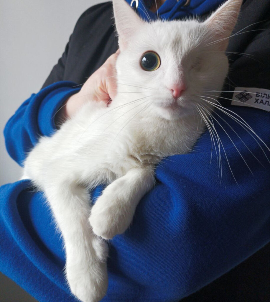 Treat 500 Animals on Ukraine's Frontline