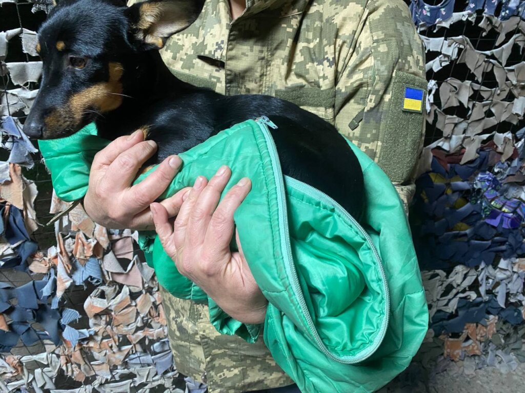 Treat 500 Animals on Ukraine's Frontline