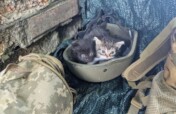 Treat 500 Animals on Ukraine's Frontline