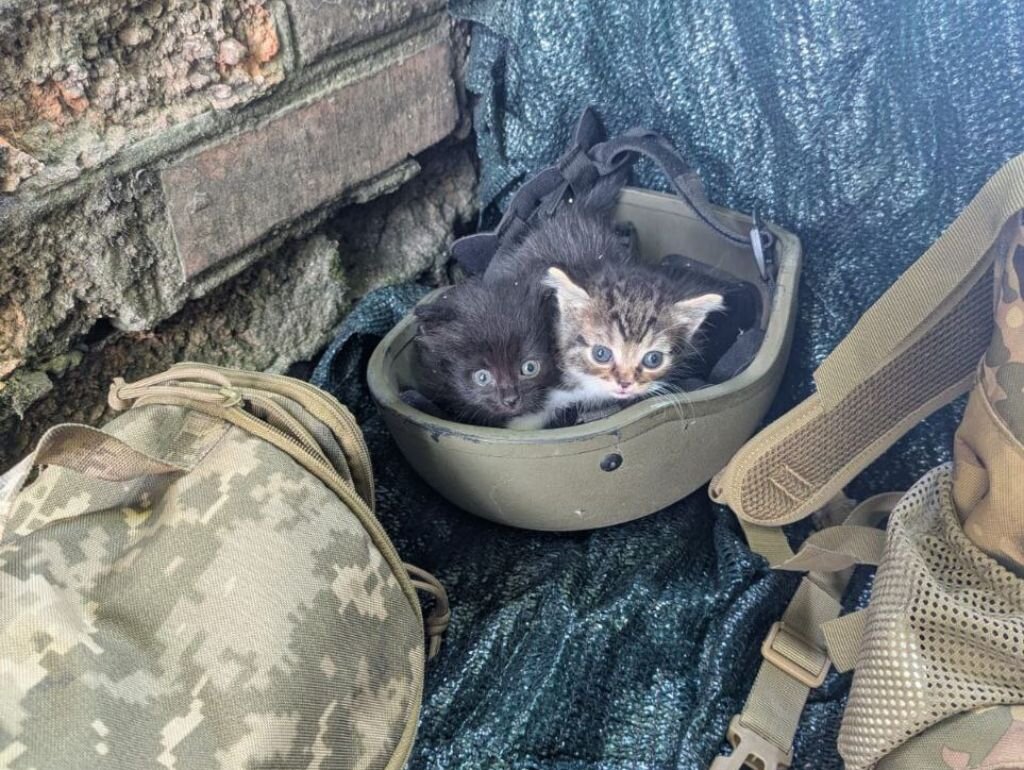 Treat 500 Animals on Ukraine's Frontline