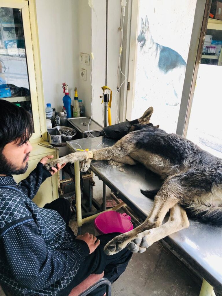 Rescue 9,000 Street Dogs in Afghanistan