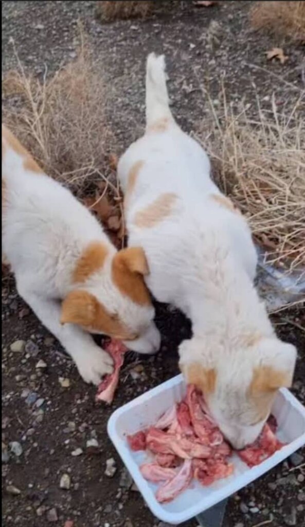 Rescue 9,000 Street Dogs in Afghanistan