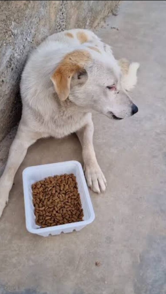 Rescue 9,000 Street Dogs in Afghanistan