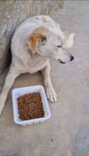 Street Dog in feeding program