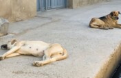 Rescue 9,000 Street Dogs in Afghanistan