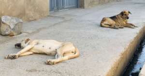 Rescue 9,000 Street Dogs in Afghanistan