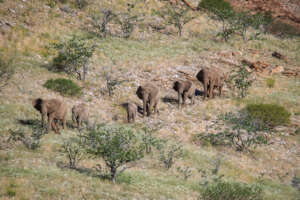 Desert Elephants Climbing Down the Mountain