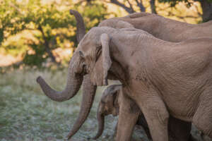 Desert Elephants