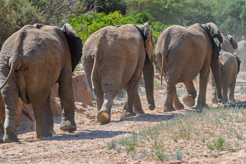 Help Communities and Elephants Coexist