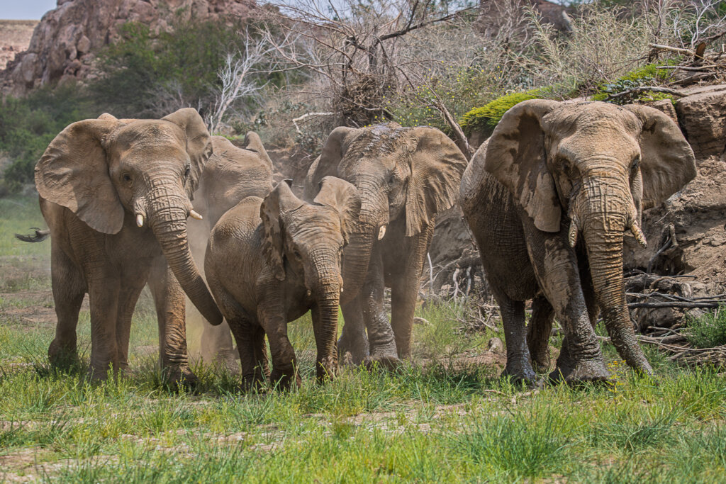 Help Communities and Elephants Coexist