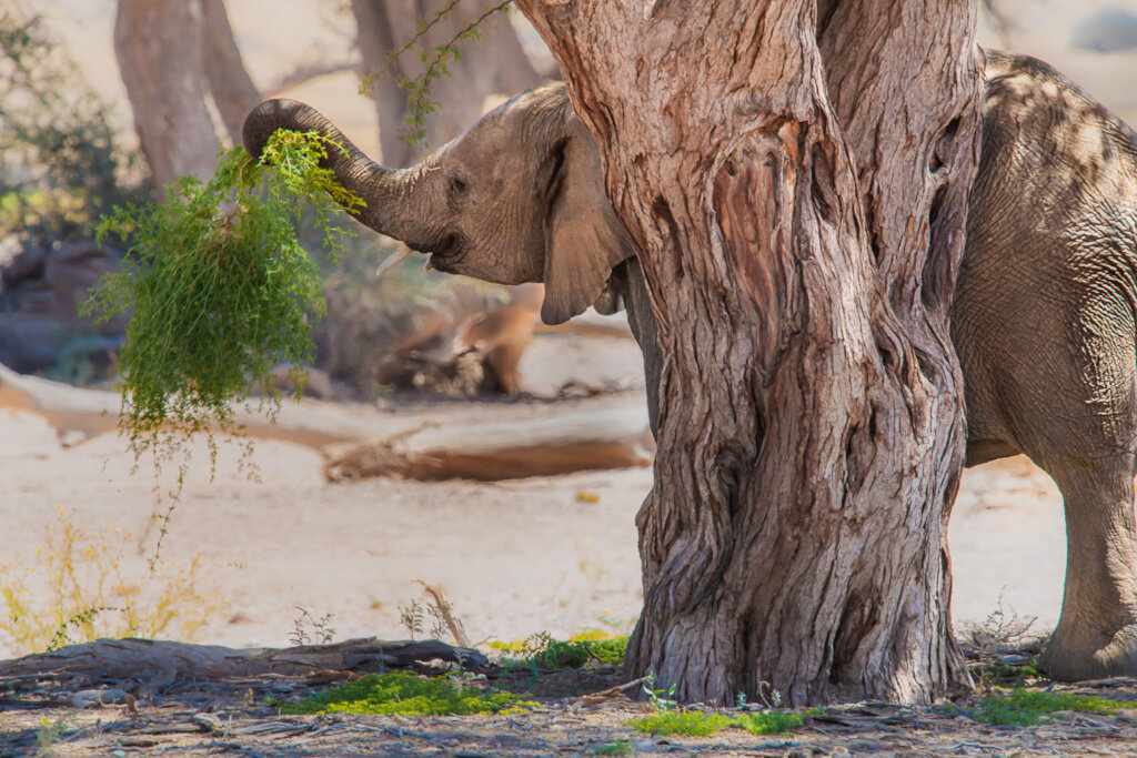 Help Communities and Elephants Coexist
