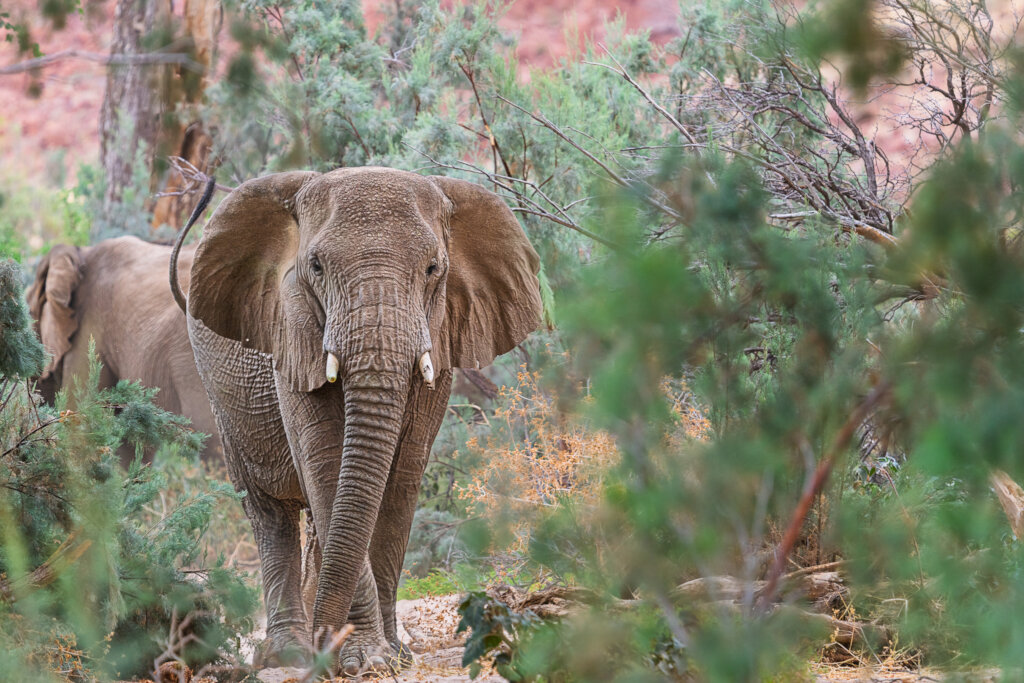 Help Communities and Elephants Coexist