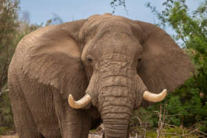Protecting One of the World's Last Desert Elephant