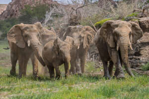 Protecting the Next Generation of Elephants