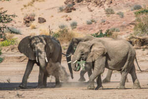 Desert Elephants in Namibia's Kunene Region