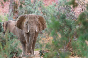 Face to Face with a Desert Elephant