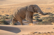 Help Communities and Elephants Coexist