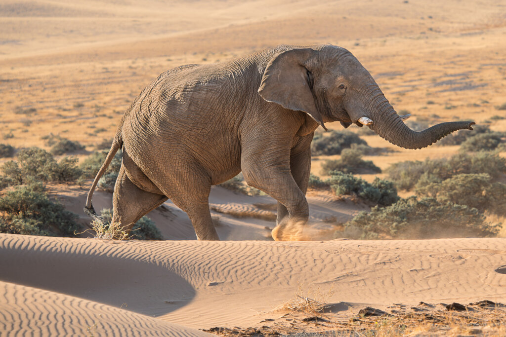 Help Communities and Elephants Coexist