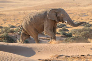 Help Communities and Elephants Coexist