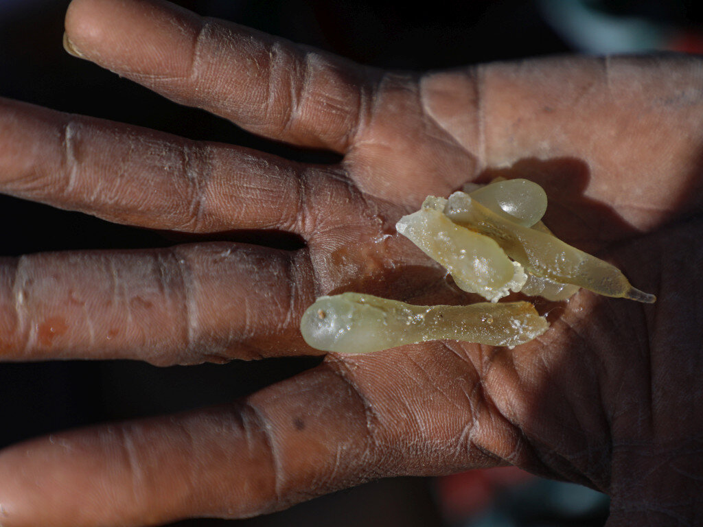 The sacred resin we're working to conserve