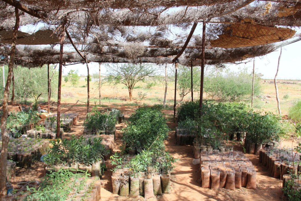 Our Boswellia tree nursery