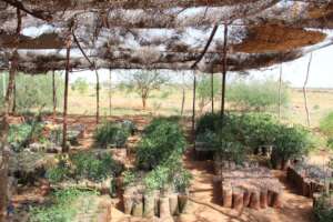 Our Boswellia tree nursery