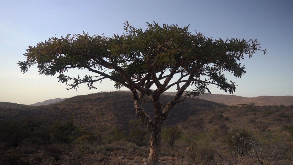 Help Keep Somali Frankincense Forests Alive