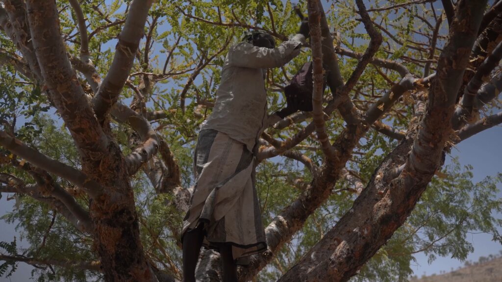 Help Keep Somali Frankincense Forests Alive