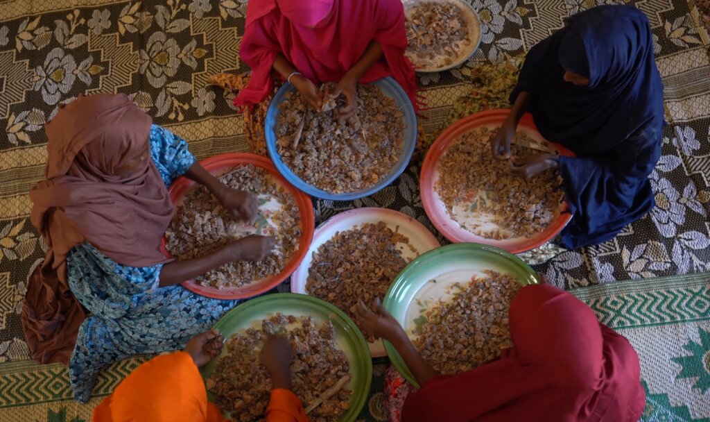 Help Keep Somali Frankincense Forests Alive