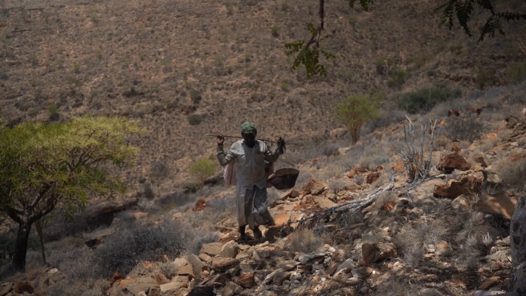 Help Keep Somali Frankincense Forests Alive