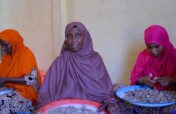 Help Keep Somali Frankincense Forests Alive