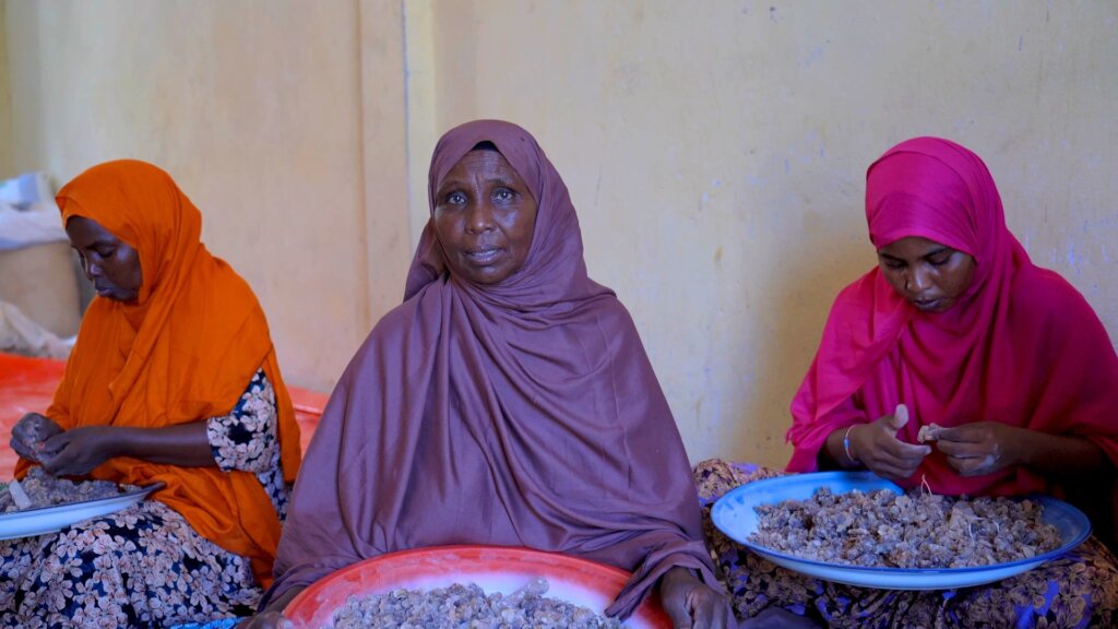 Help Keep Somali Frankincense Forests Alive