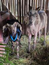 The goats were very sick when we rescued them