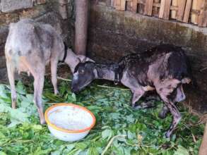 The goats had severe scabies/mange too