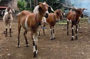Happy goats, finally!