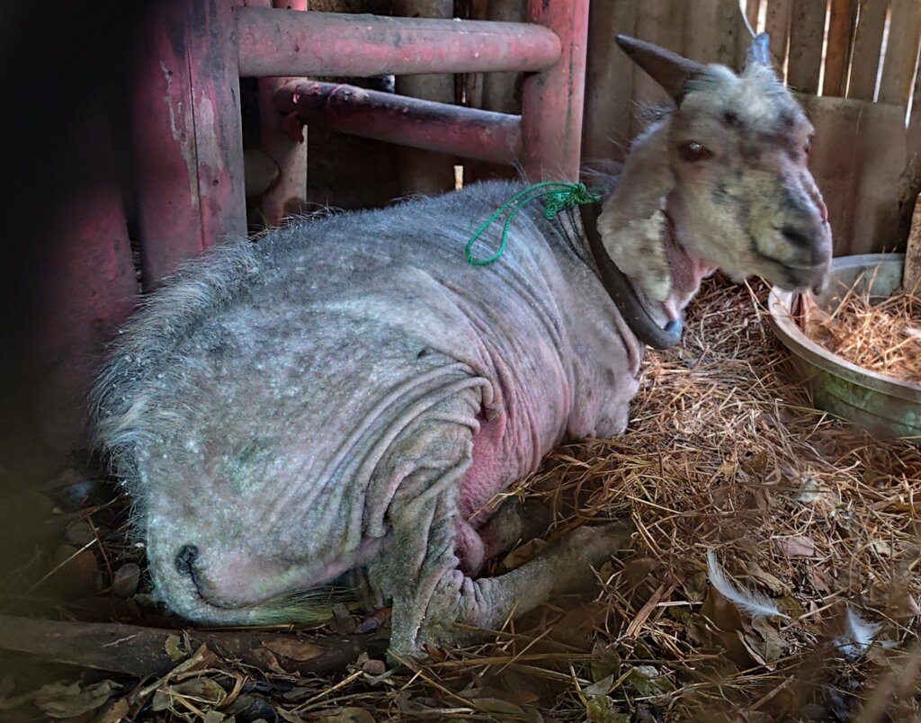 Goats Of Gili - Help us care for our rescued goats
