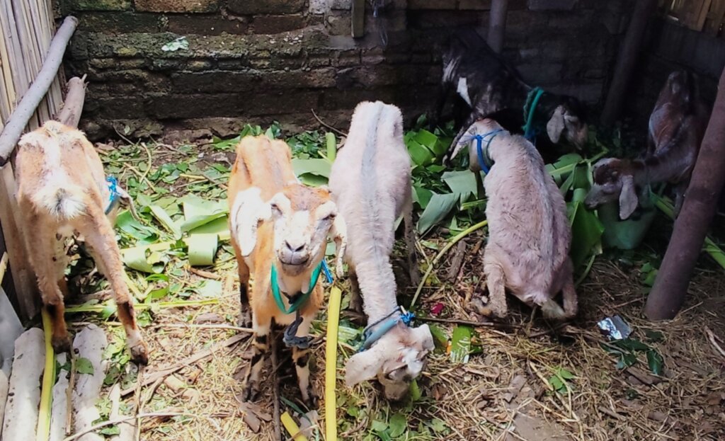 Goats Of Gili - Help us care for our rescued goats
