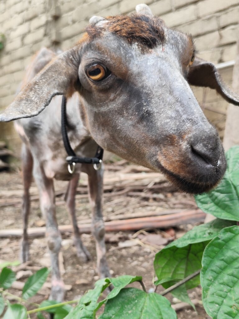 Goats Of Gili - Help us care for our rescued goats