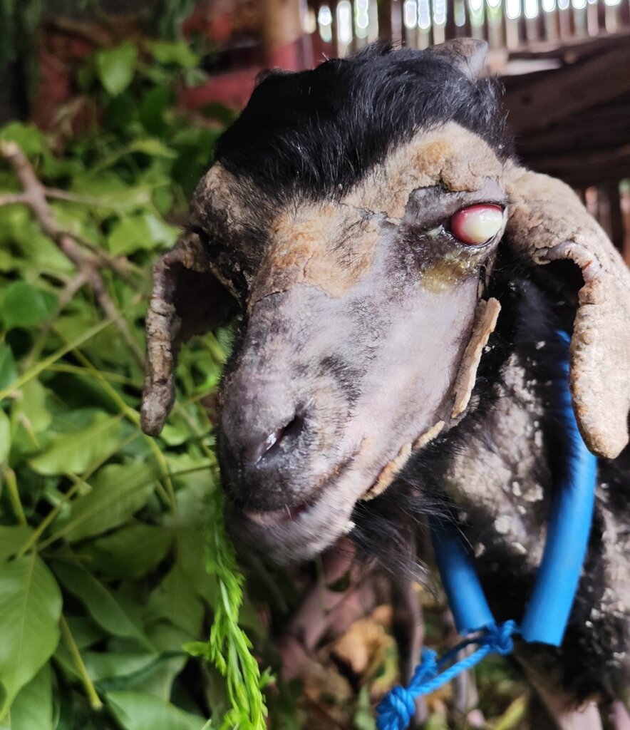 Goats Of Gili - Help us care for our rescued goats