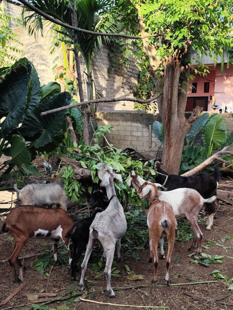 Goats Of Gili - Help us care for our rescued goats
