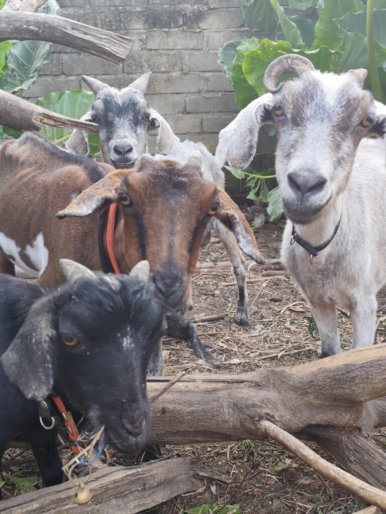 Goats Of Gili - Help us care for our rescued goats