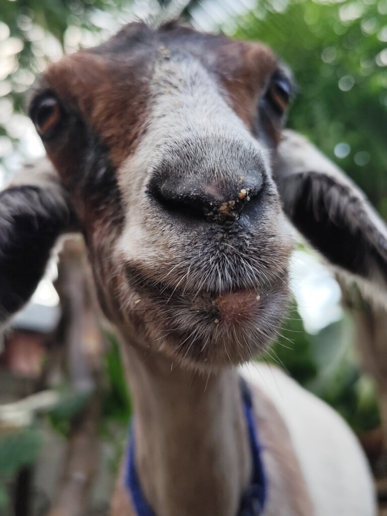 Goats Of Gili - Help us care for our rescued goats