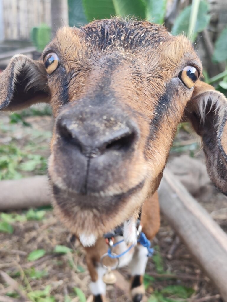 Goats Of Gili - Help us care for our rescued goats